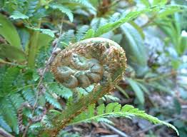 Image result for Cyathea dregei