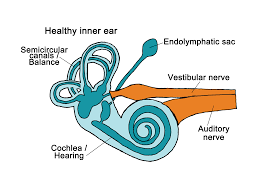 The inner ear (internal ear, auris interna) is the innermost part of the vertebrate ear. Ear Anatomy Veda