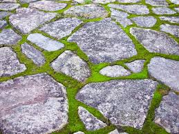 Irish moss, also known as scottish moss or corsican pearlwort, is among the common choices among gardeners. Moss And Stone Patio Bahce Yollari Ev Ve Bahce Dosemeler