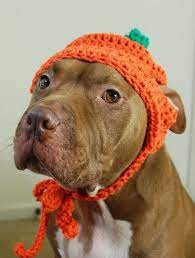 Pumpkin Dog Hat For Large Dogs Crochet Crochet Dog Hat Crochet Dog Hat Free Pattern Crochet Dog