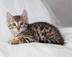 Spaß bengal cat geschenk es gibt nichts wie eine bengalkatze und sobald du eine hast oder kennst, bist du verliebt. Traumhafte Junge Bengal Kitten Katzen Baby Hunde Kleinanzeigen Net