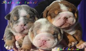 Most bulldogs, including an english bulldog pitbull mix, french english bulldog mix, english bulldog beagle mix and any other mix you can think as for the english bulldog puppy's character: English Bulldogs Puppies For Sale Best English Bulldogs For Sale