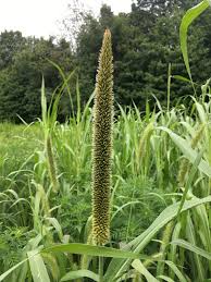 Image result for Cenchrus americanus