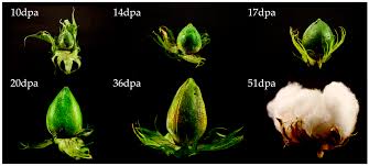 Image result for Gossypium