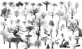When it's cold and windy outside, there is nothing i like more than curling up on the couch and drawing winter plants, objects, and lettering projects. Tree Stamp Brushes Procreate Picgiraffe Com