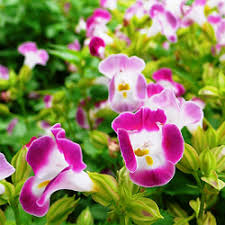 We did not find results for: Buy Torenia Plant Pink Online India At Cheap Price Plantssguru Com