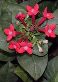 We did not find results for: 56 Bouvardia Ideas Flowers Bouvardia Flowers Plants