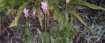 In most areas of south florida, tulips are considered annuals instead of perennials because they don't survive through the long hot summers. Curcuma Species Siam Tulip Summer Tulip Curcuma Alismatifolia