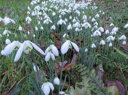 None Of The Snowdrops Compete With Galanthus S Arnott For Showy And Reliable Performance And The Ability To Na North Garden Dendrobium Orchids Spring Blooms