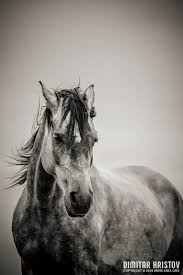 Beautiful Black And White Mustang Horse The Lonely Horse Portrait In Black And White Horse Portrait Horses Beautiful Horses