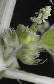 Image result for Acalypha fimbriata