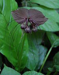 Bat Flower Black Tacca Chantrieri Bat Flower Unusual Plants Bat Plant