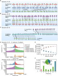 Image result for Sesamum calycinum