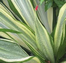 Image result for Chlorophytum stenopetalum