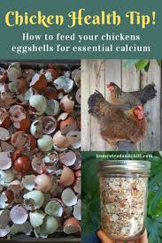 Maybe you would like to learn more about one of these? Feeding Chickens Eggshells Or Oyster Shells For Essential Calcium Health Homestead And Chill Egg Laying Chickens Chicken Feed Chicken Coop