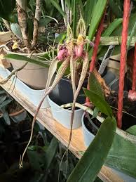 Image result for Bulbophyllum maximum