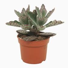 Image result for Kalanchoe marmorata