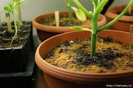 каталог комнатных комнатные цветы фото и названия и уход за ними Korica Otlichnoe Udobrenie I Stimulyator Rosta Mnogih Rastenij Komnatnye Rasteniya Rasteniya Cvety