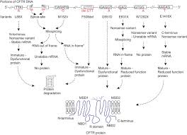 Cystic fibrosis | care guidelines for nutrition management. The Genetics And Genomics Of Cystic Fibrosis Journal Of Cystic Fibrosis