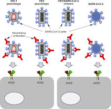 Contribute to jemmott/covid development by creating an account on github. Researchers Develop New Tools To Rapidly Test Activity Of Anti Coronavirus Antibodies Eurekalert Science News