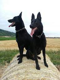 Basel, bern, biel, genf, lausanne auf dieser karte findest du schäferhund züchter in der schweiz. Die 62 Besten Ideen Zu Schwarzer Schaferhund Schwarzer Schaferhund Schaferhunde Hunde