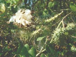 Image result for Pergularia