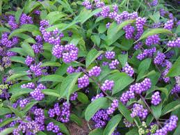 Image result for Callicarpa