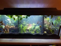 Pin On Fish Tank