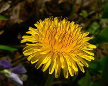 Dandelion is a flower and is a broad term for many types of flowers that are native to europe and north america. Taraxacum Wikipedia