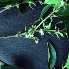 Image result for Cassipourea ndando