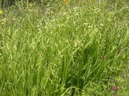 Image result for Chasmanthium latifolium