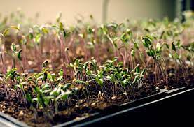 We did not find results for: Starting Seeds Indoors Led Grow Lights Joe Gardener