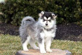 25 ads for pomeranian puppies or sale in adopt dogs & puppies in gauteng. Pomsky Puppies For Sale Greenfield Puppies Pomsky Puppies Puppies Miniature Husky