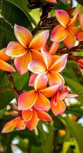 While to add the middle layer, zamia is the best plant to choose from. 38 Tropical Beauties Ideas Plants Flowers Planting Flowers