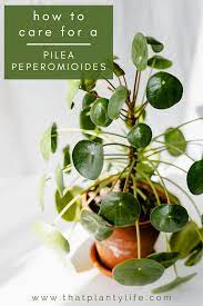 We did not find results for: How To Care For A Pilea Peperomioides That Planty Life