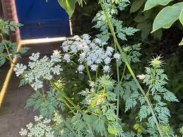 Image result for Physotrichia