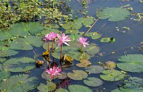 Pianta palustre molto vigorosa, produce bulbi dai quali in primavera nascono le nuove piante, varietà di dimensioni piccole. Fior Di Loto Coltivazione E Cura Del Genere Nelumbo