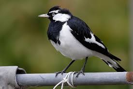 Black Bird With White Chest Colorado A Male Magpie Lark Grallina Cyanoleuca A Common Australian Bird Of Small To Medium Size Australian Birds Australian Native Birds Australian Native Animals