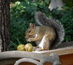Pin By Lanie Miller On Silly Nilly Squirrels They Drive Me Nuts Squirrel Funny Animals Beautiful Cute Funny Animals