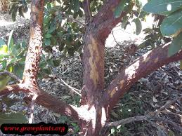 How tall does an arbutus marina strawberry tree grow? Arbutus Marina How To Grow Care