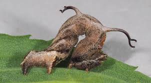 Image result for Catunaregam stenocarpa