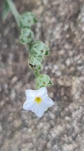 Image result for Euploca strigosa