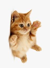 Pin On Beautiful Kitty