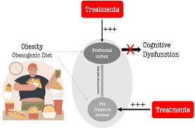 Restoring mesocortical dopamine neurotransmission to improve  obesity-induced cognitive dysfunction