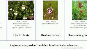 Image result for Sopubia ramosa