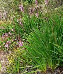Image result for Watsonia borbonica