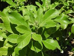 Image result for Vitex trifolia