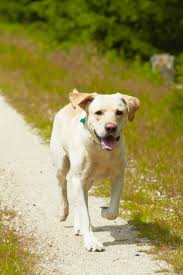 Yellow Labrador Retriever Is Running On The Road Labradorretriever Labrador Retriever Labrador Golden Retriever Labrador