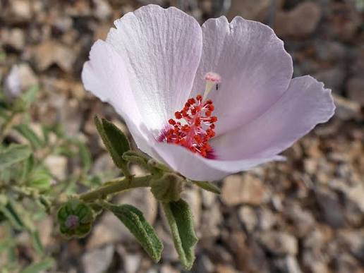 Paleface Rock Hibiscus, Hibiscus Denudatus