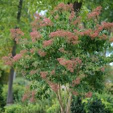 Kwanzan cherry tree intense color and double blossoms longest bloom time of any flowering cherry trees showiest flowering cherry tree the. Temple Of Bloom Seven Son Flower Heptacodium Miconioides Proven Winners